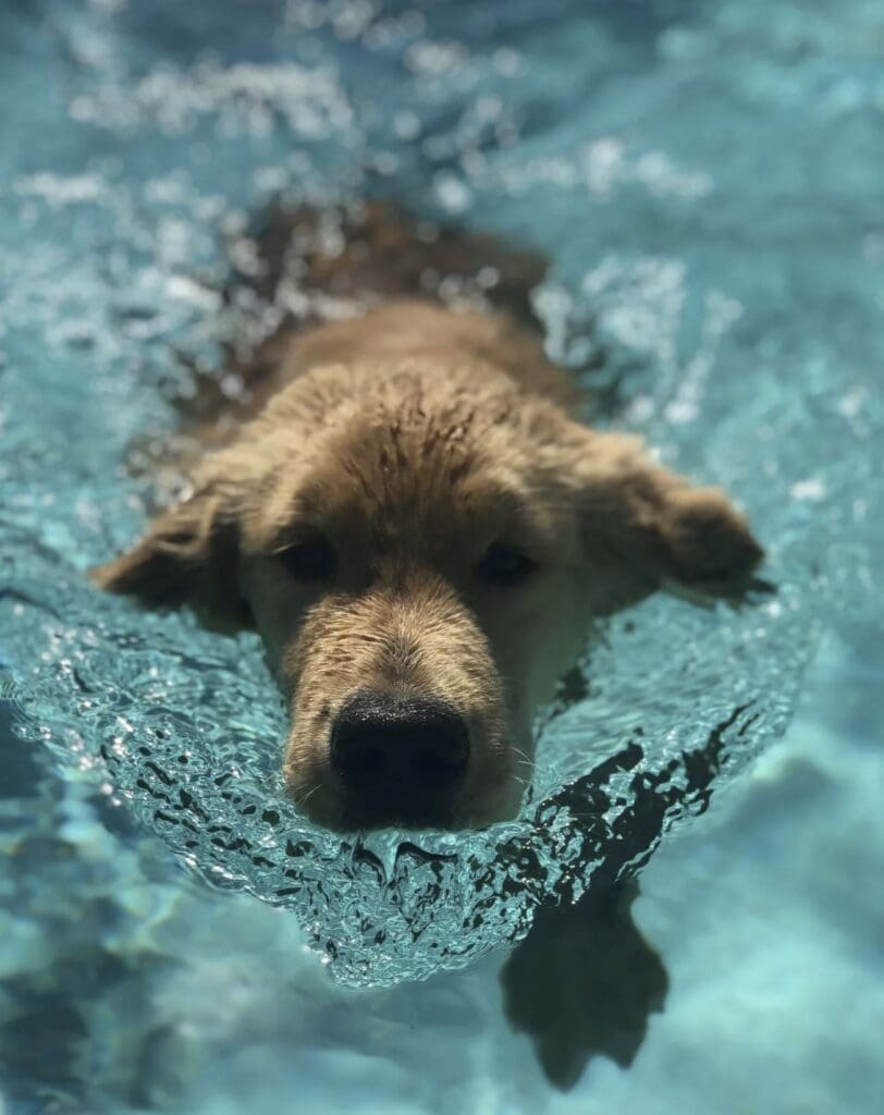 Dock Diving Golden Retriever