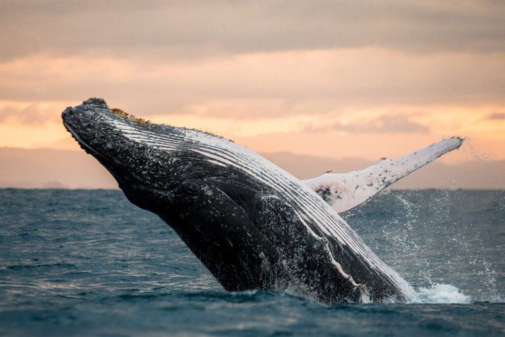 Whale in Monterey Bay, California