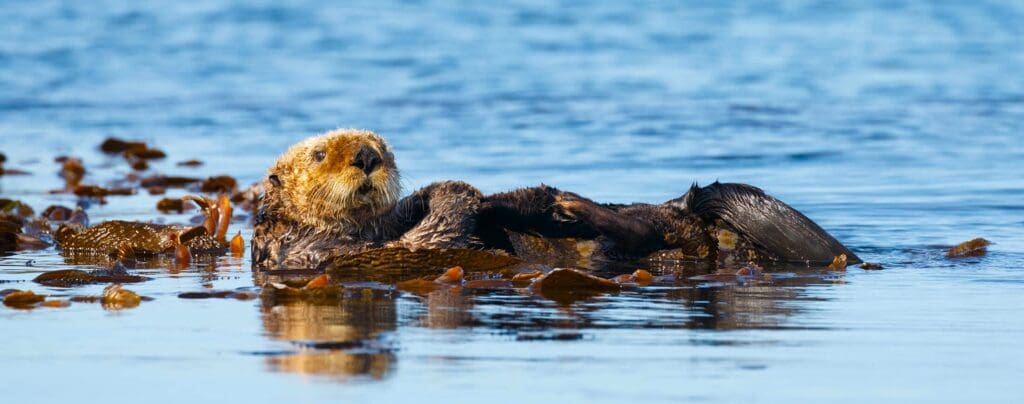 Sea Otter in Monterey Bay